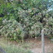 View album