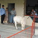 View album