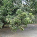 View album